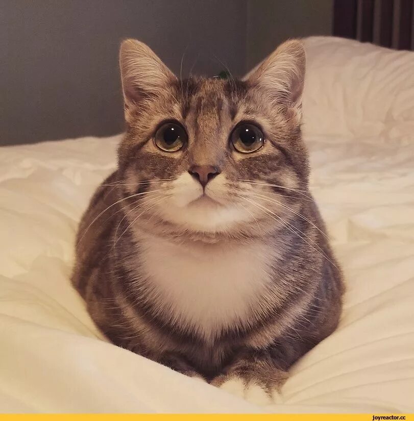 Cat meme