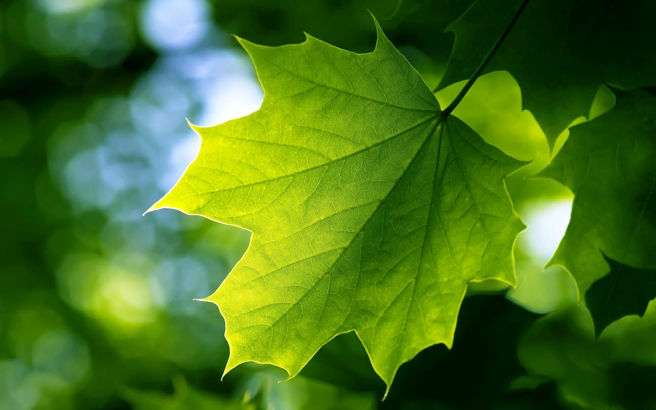 Natural leaves. Листья. Листья деревьев. Зеленый лист. Лист клена.