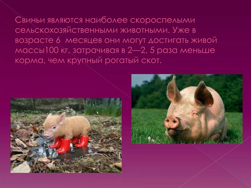 Свинья значение. Информация о свинье. свиноводство представители. сообщение о свинье. свинья для презентации.