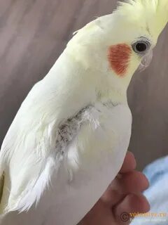 Больной корелла