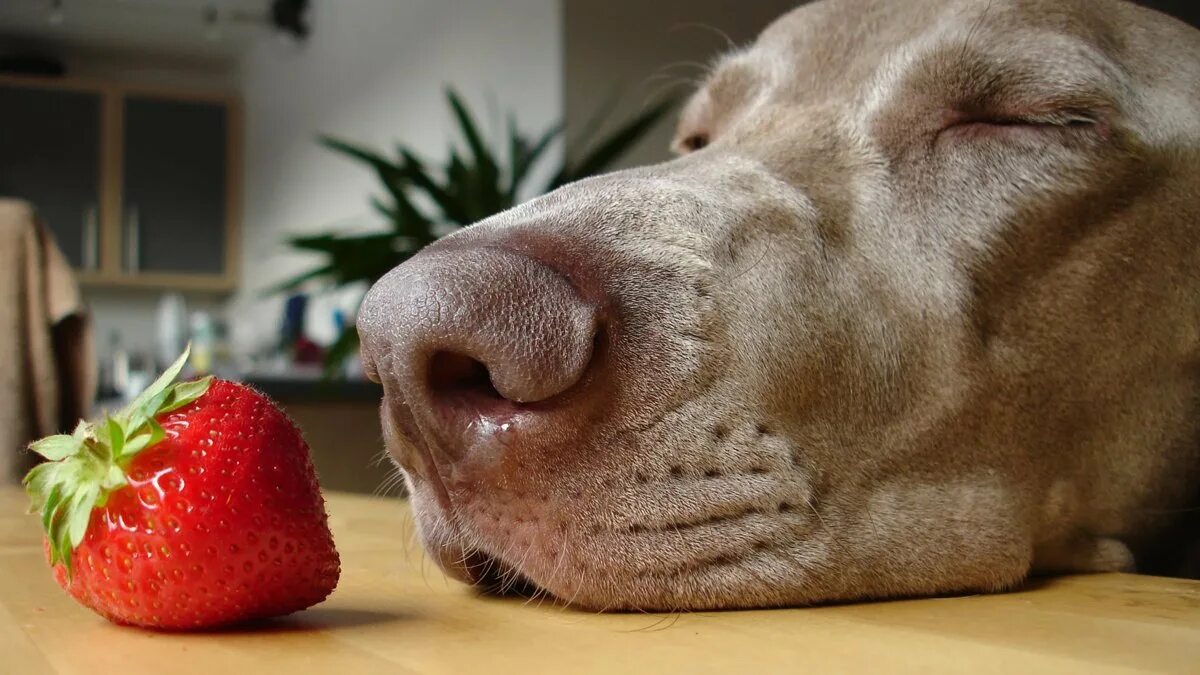 Собака с клубникой. Собака ест клубнику. Собака и фрукты. Ягода собака.