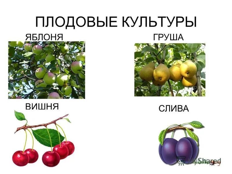 Груша группа культурных растений