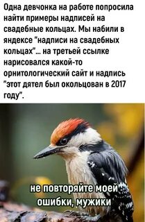 Этот дятел был окольцован в 2017 году 