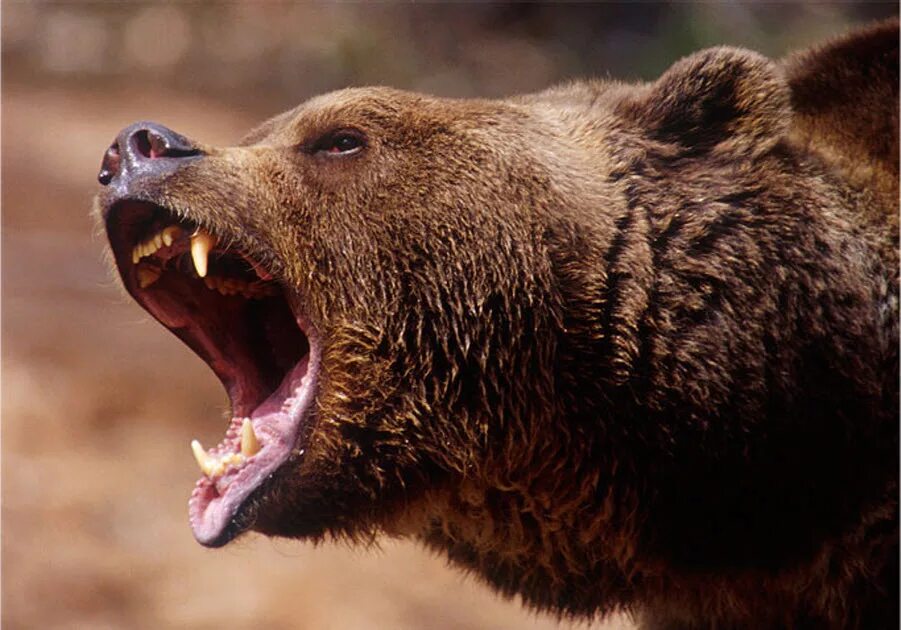Опасные животные россии на английском. Гризли североамериканский бурый медведь. Медведь Гризли злой. Грозный медведь Гризли. Медведь Гризли нападение.