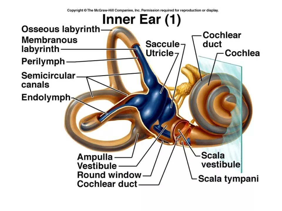 Basilar membrane. Ухо собаки анатомия строение. Болезнь меньера профилактика. Inner ear animal. Внутреннее ухо.