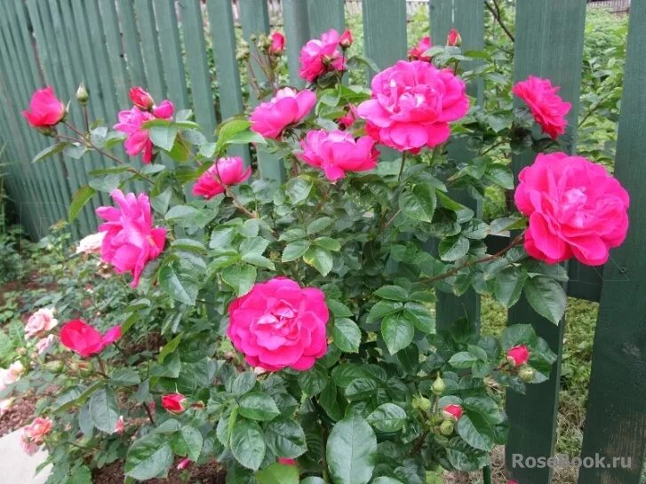 роза роял трендсеттер. комнатная роза джиджи. пати трендсеттер. роза gigi party. пати розы.