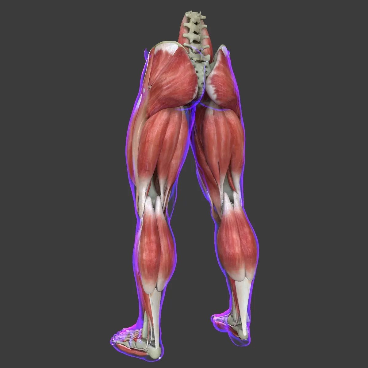 Нога 3д модель. Leg 3d model. Muscle Legs. Human Leg. Leg 3d