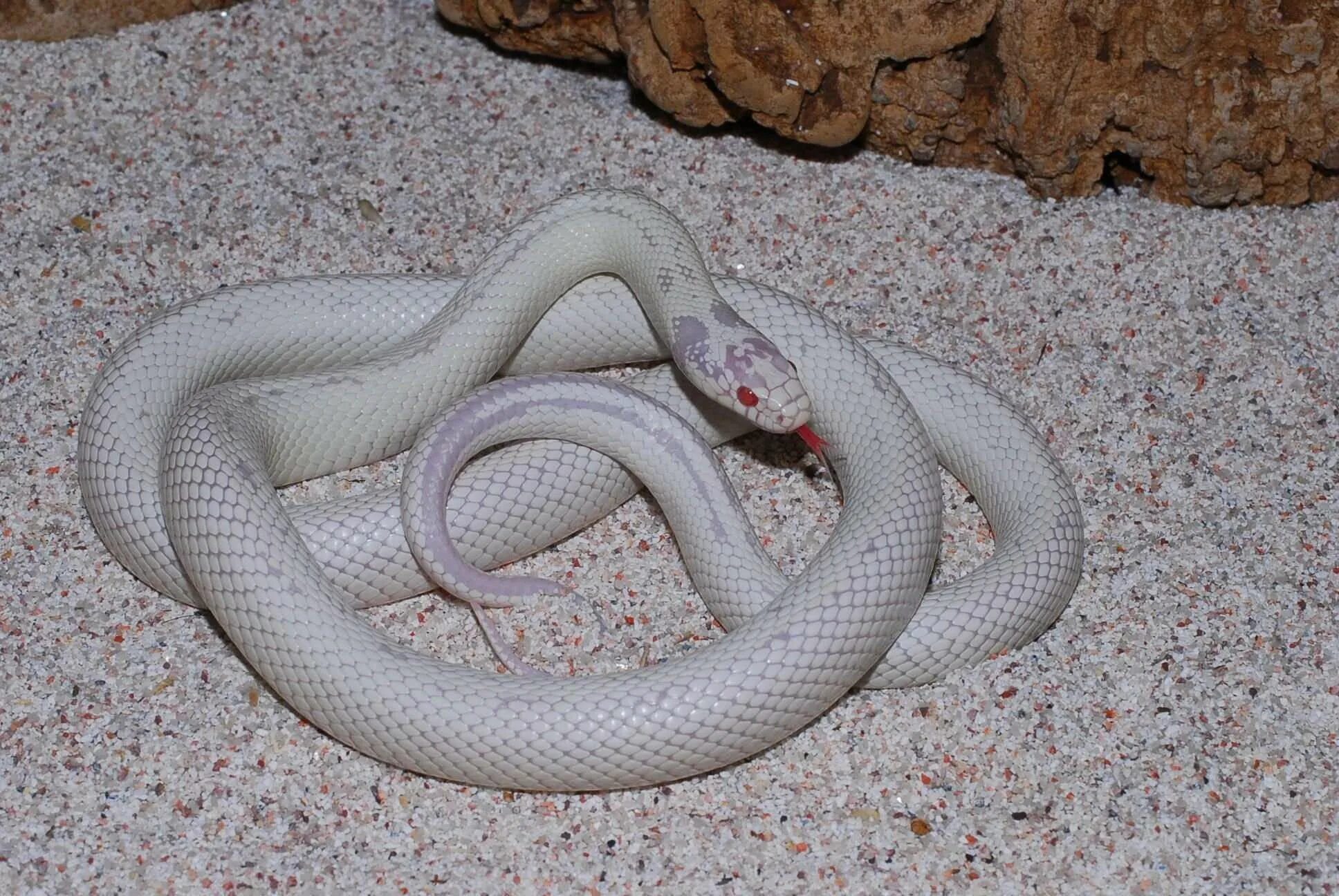 Королевская змея Калифорнийская Albino. Королевская змея альбинос. Техасский полоз альбинос. Королевский маисовый полоз.