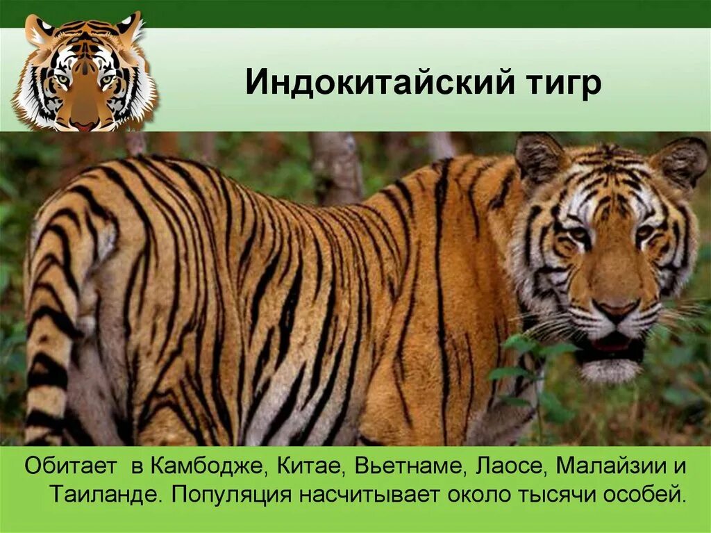 Индокитайский тигр. Амурский тигр и бенгальский тигр. Тигр для презентации. Тигр обитание.