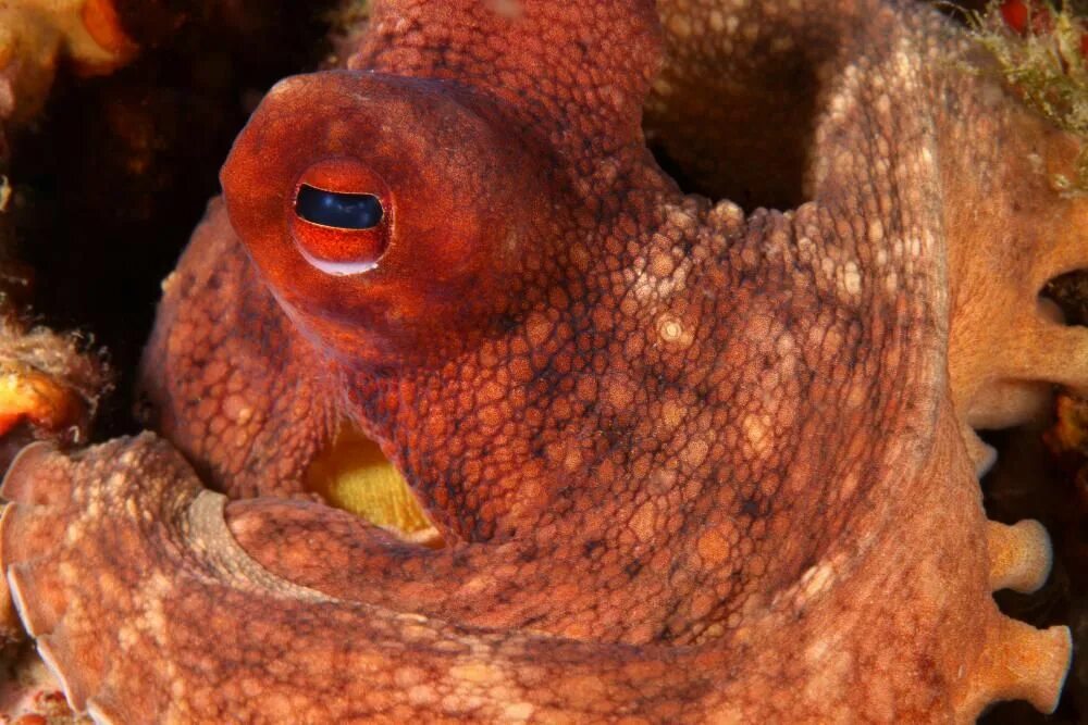 Octopus Eyes: Everything You Need To Know About Cephalopod Vision Story OctoNa
