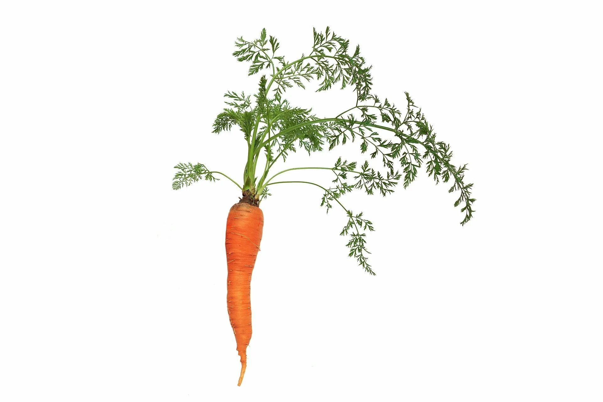 Морковь является растением. Морковь посевная строение. Морковь посевная корнеплоды. Морковь на белом фоне. Морковь с ботвой.