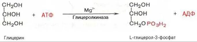 Глицерин атф. Реакцию образования глицерол-3-фосфата из глицерина.. Образование глицерол 3 фосфата из глицерина. Глицерин в глицерол 3 фосфат. Реакции синтеза глицерол-3-фосфата из Глюкозы.