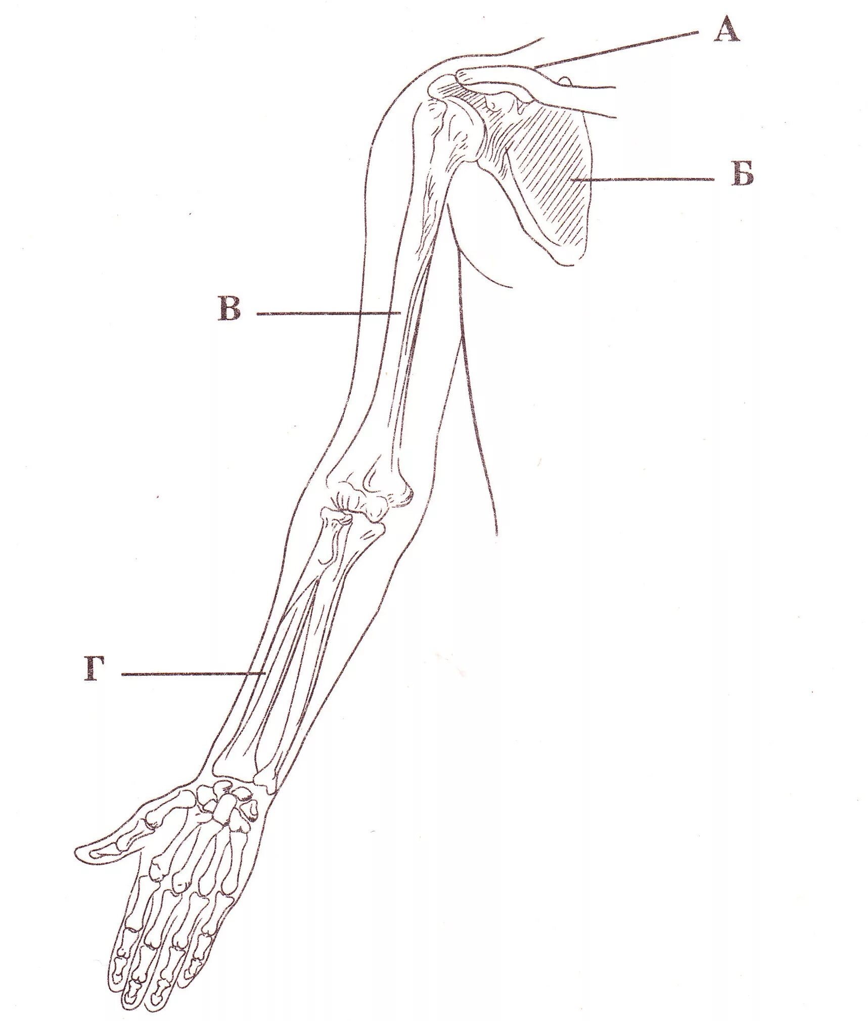Строение руки рисунок. Строение скелета свободной верхней конечности. Кости скелета свободной верхней конечности человека. Строение верхней конечности анатомия. Скелет верхней конечности человека биология 8.