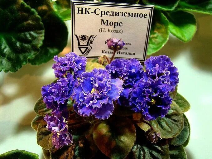 Сортовые фиалки - Зеленогорск Онлайн
