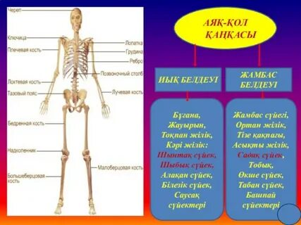 Смаша Кожевниковпен жыныстық қатынас