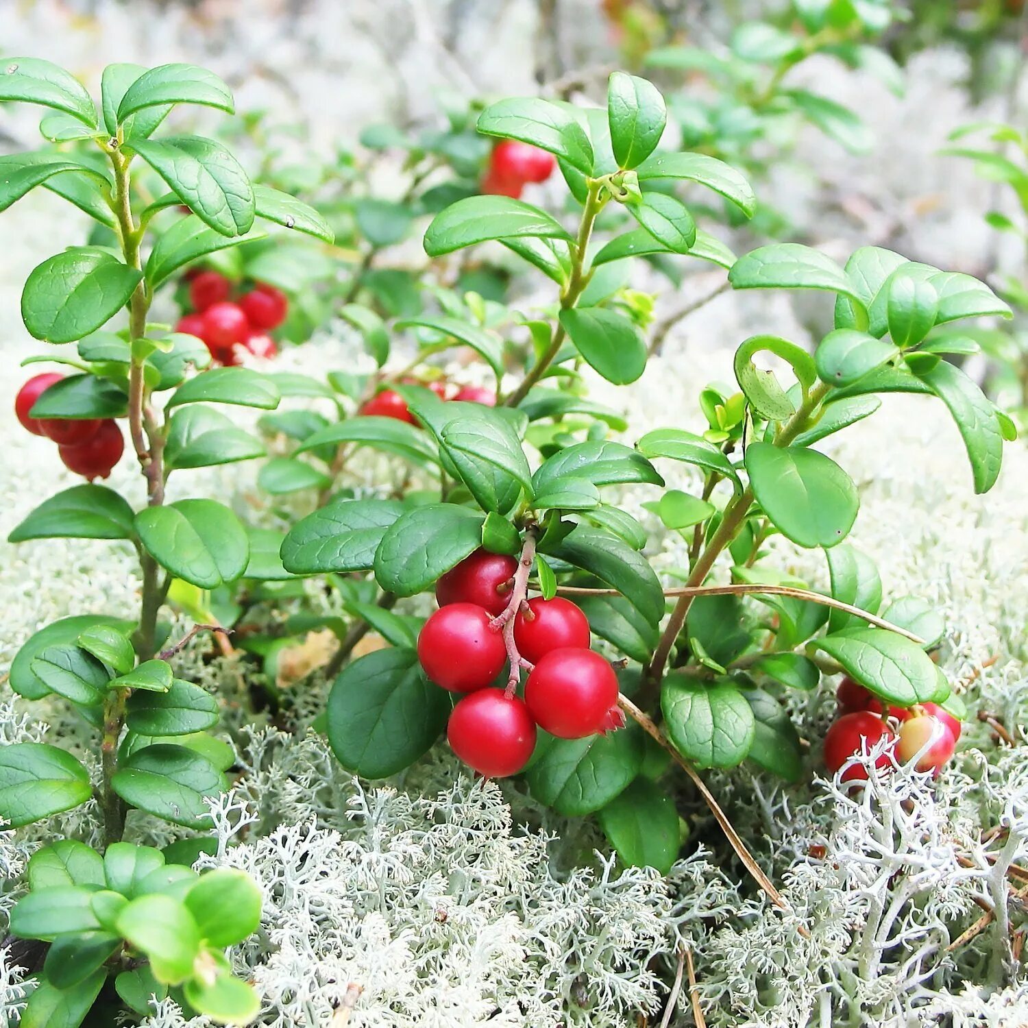 Брусника относится. Vaccinium vitis-idaea. Брусника фото. Брусника лекарственное растение. Брусника относится.