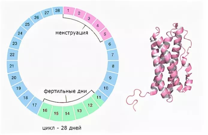 Гормоны менструального цикла пролактин. Пролактин день цикла. Пролактин день сдачи по циклу. Сдача пролактина на какой день цикла. Пролактин овуляция