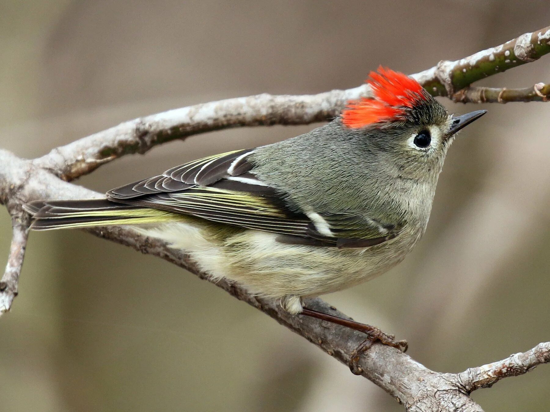 Ruby crowned Kinglet. Чечетка зеленушка Дрозд. Серая птица с красным хохолком. Хохлатая Пичуга.