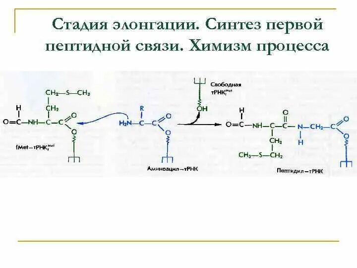 Образование пептидной связи трансляция. Стадии элонгации образование пептидной связи. Этапы элонгации. Химизм процесса это в биохимии. Фазы процесса элонгации.