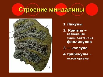 Строение миндалин