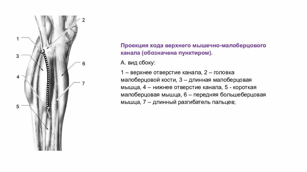 Нижний мышечно-малоберцовый канал (Canalis musculoperoneus inferior. Подколенная ямка топографическая анатомия. Мышечно малоберцовый канал верхний и Нижний. Нижний мышечно-малоберцовый канал формируют:.