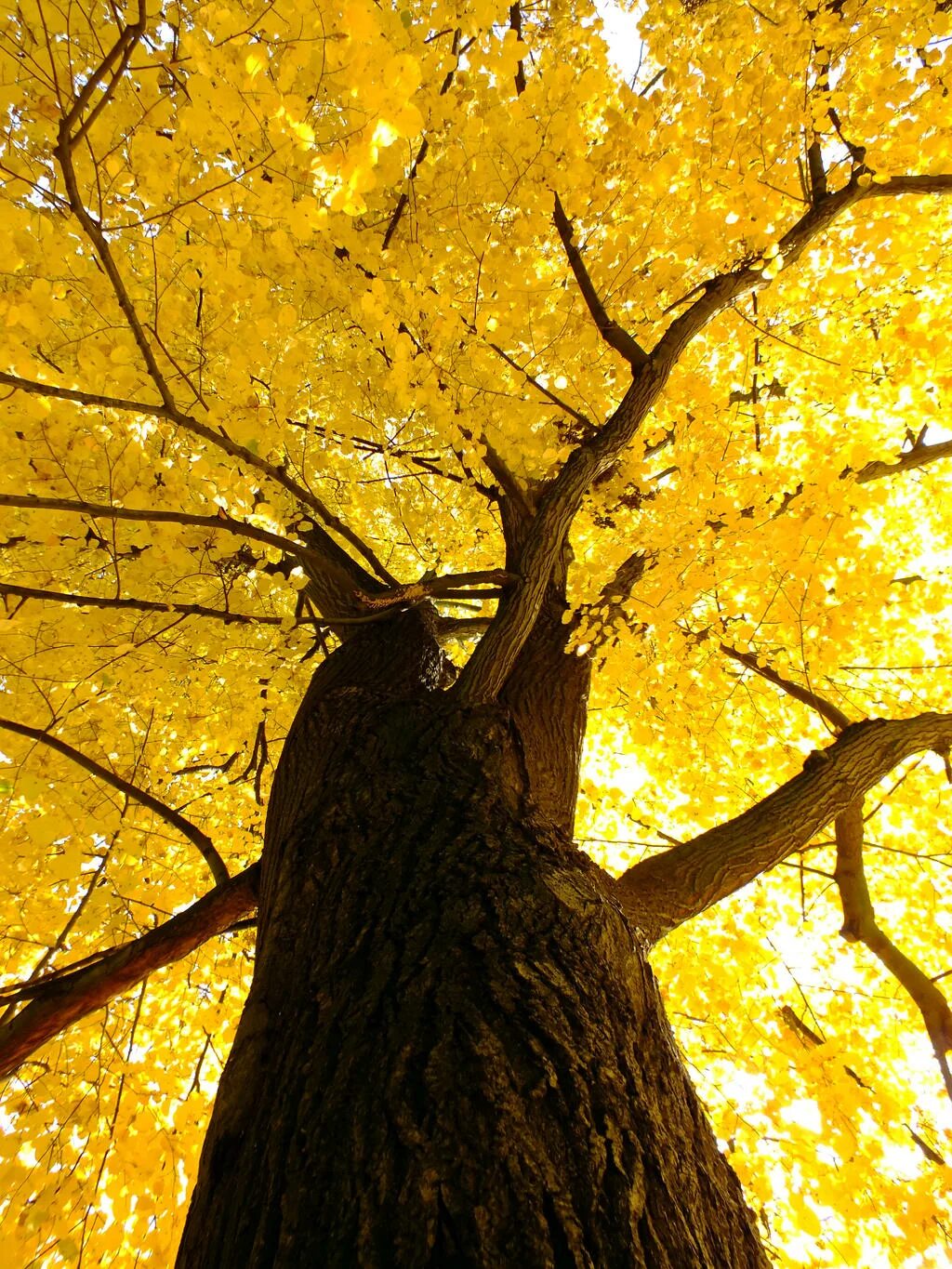 Золотой нанму дерево. Дерево с золотыми листьями. Ясень золотистый дерево. Осень золото дерево. Golden tree