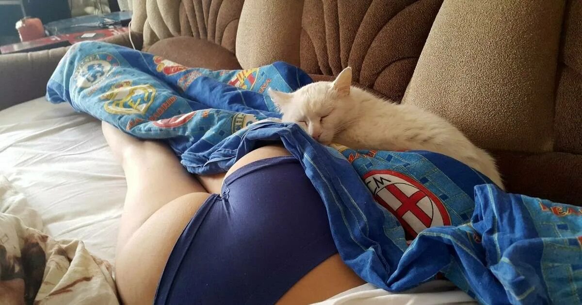 Кошка ложится на живот женщине