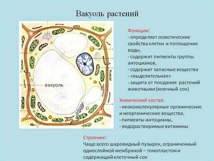 Какую роль играет вакуоль в растительной клетке