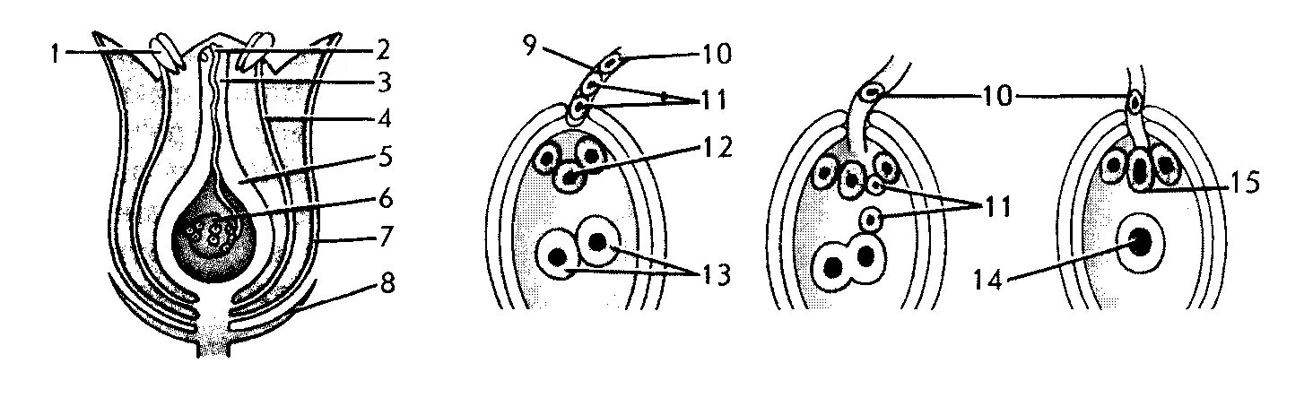 Проникновение спермиев в зародышевый мешок перенос пыльцы. Двойное оплодотворение у покрытосеменных растений. Оплодотворение у цветковых растений схема без подписей. Строение зародышевого мешка у покрытосеменных. Строение цветка зародышевый мешок.