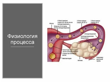 Сколько по времени происходит зачатие