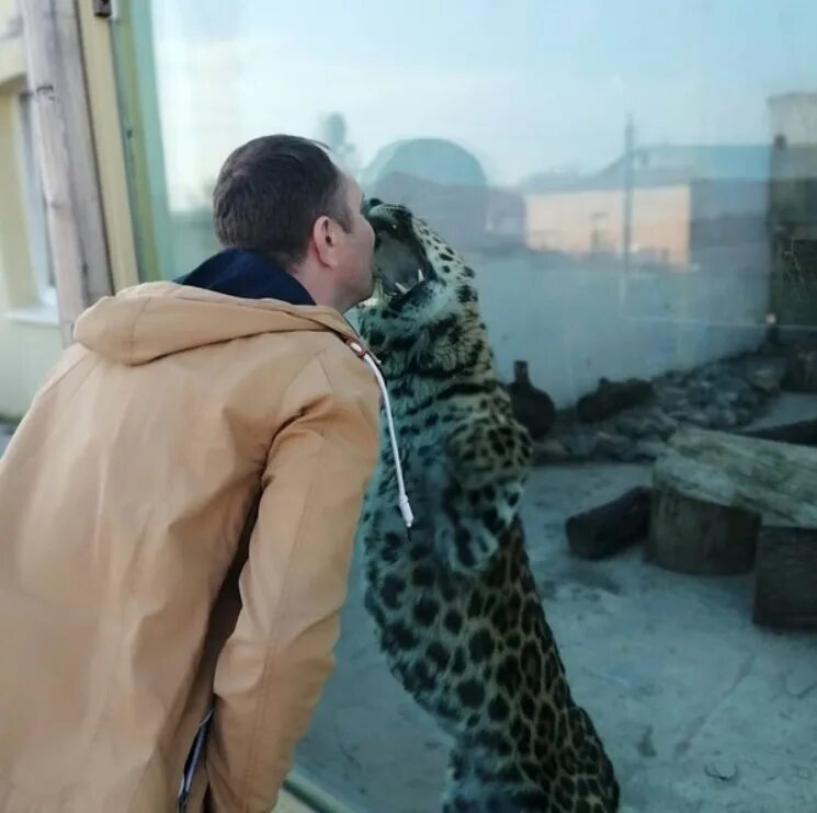 Страус. Голова страуса. Иерусалимский зоопарк. Зебра. Зоопарк утро.