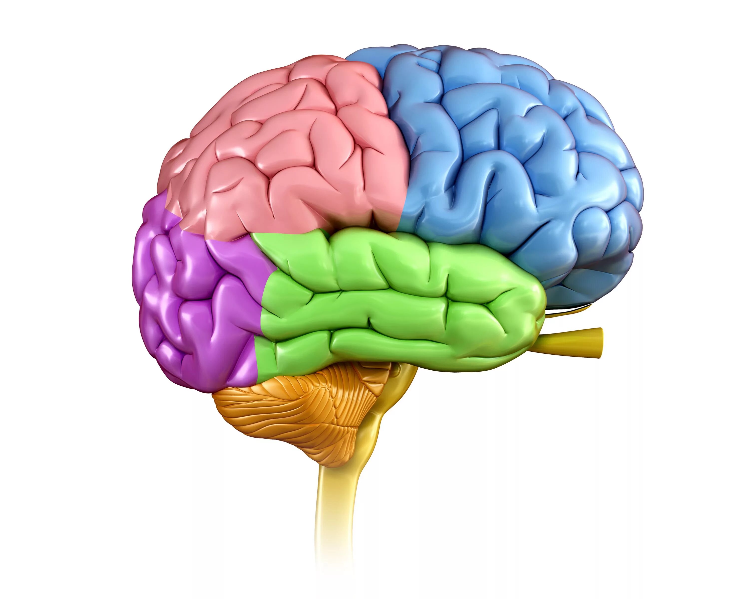 English brain. Головной мозг. Изображение мозга. Мозг рисунок.