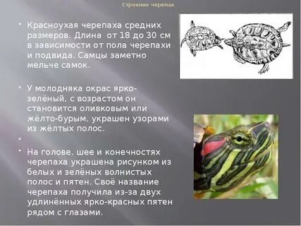 Как ухаживать за красноухой черепах
