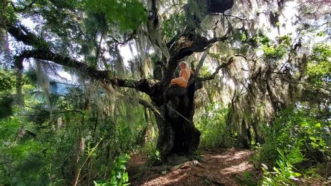 Her trees
