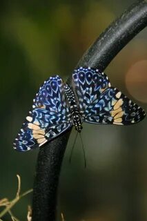 Papillon бабочка