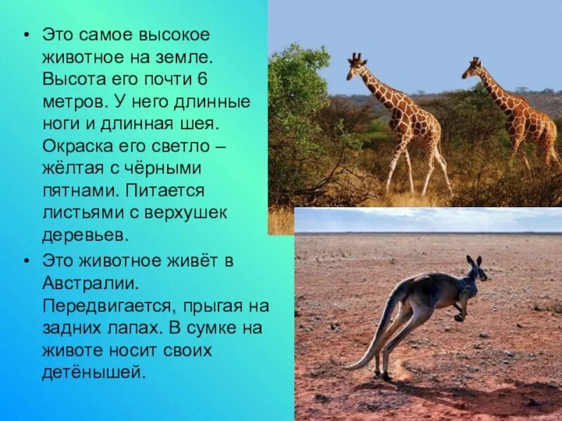 Какое животное выше. Самое высокое животное на земле. Самый высокий зверь на земле. Животное у него длинная шея жёлтая. Самое высокое животное на земле Жираф высота.