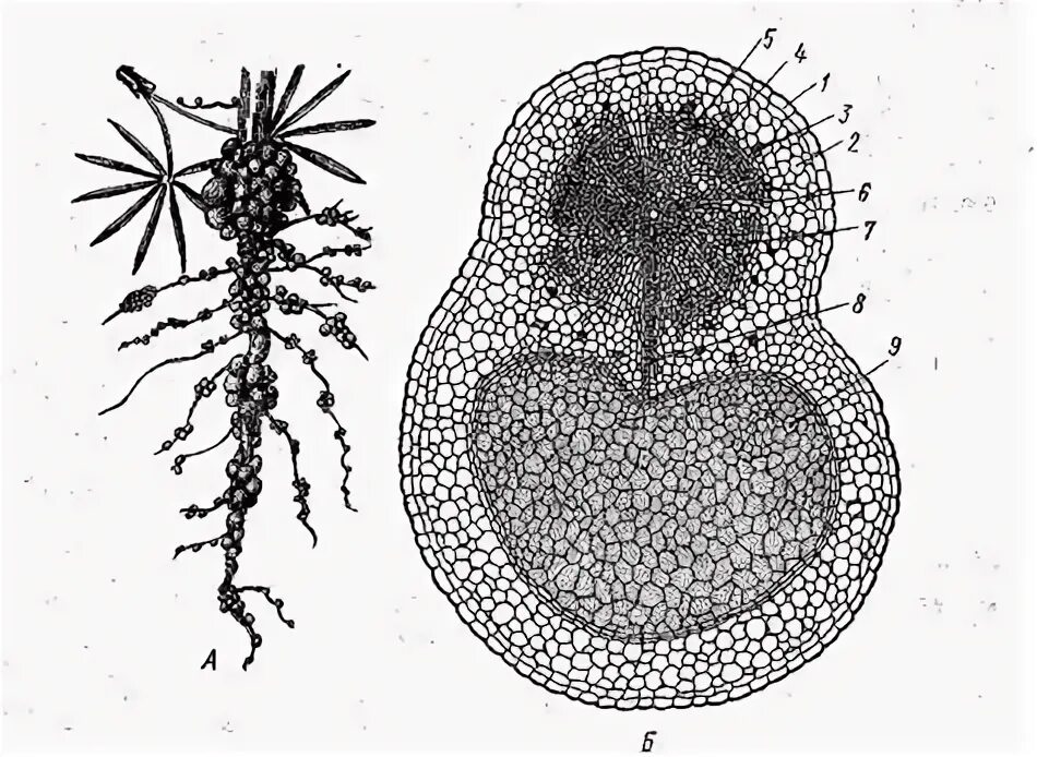 Поперечный срез корня люпина с клубеньком. Клубенек на корне люпина. Строение бактерий клубеньки. Поперечный срез бактериального клубенька. Клубенек гороха