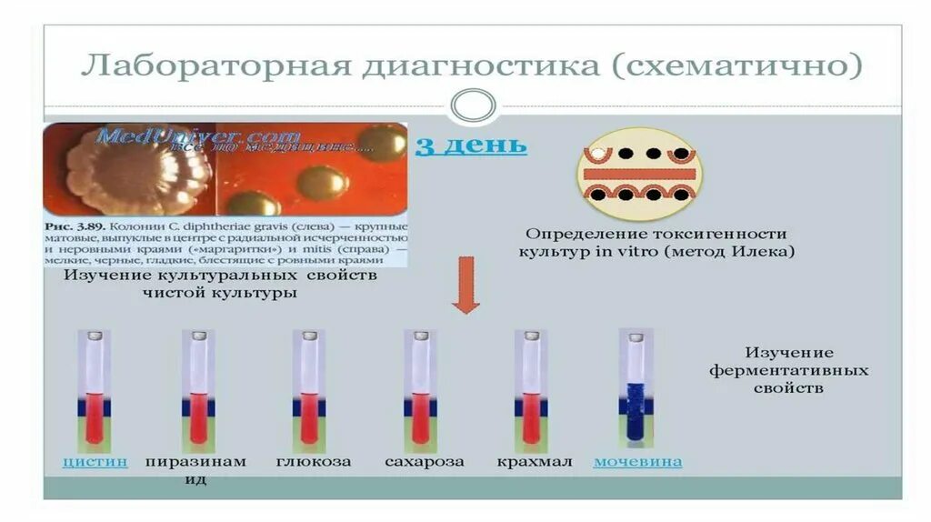 Реакция шика при дифтерии. Дифтерии и коклюш сравнительная таблица.