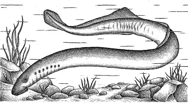 Речная минога lampetra fluviatilis. Морская минога (petromyzon marinus). Паразиты на рыбе в финском заливе. Пескоройка 6 букв сканворд. Пескоройка личинка речной миноги.