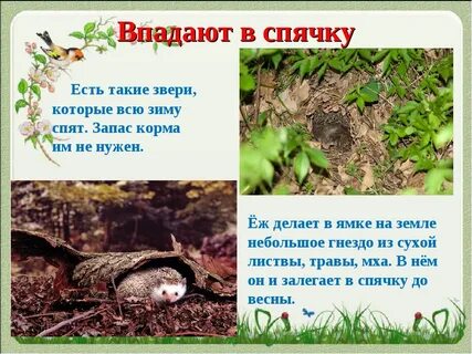 Как называется когда впадают в спячку