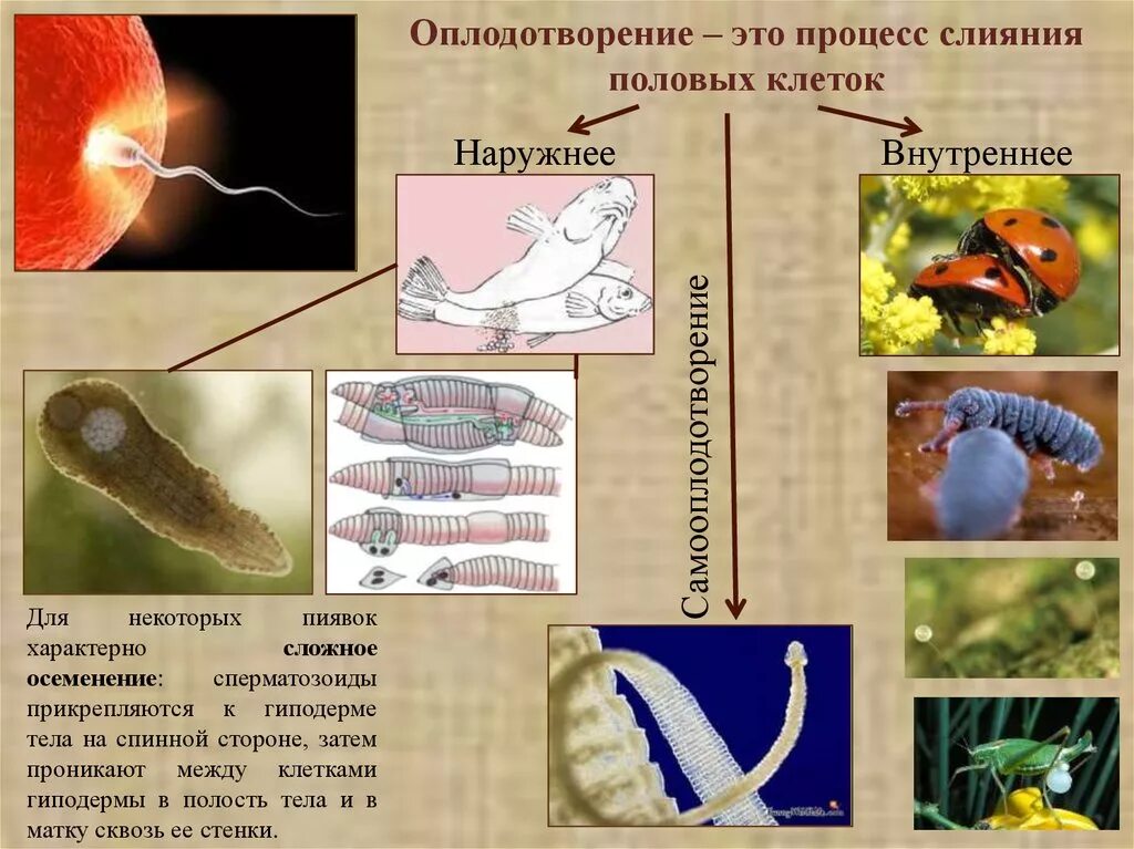 Процесс за которым следует оплодотворение. Внутреннее оплодотворение. Внешнее оплодотворение характерно для. Наружно-внутреннее оплодотворение. Наружное оплодотворение у животных.