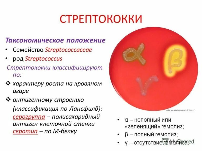 Как выглядит стрептококк на коже Streptococcus viridans group (87 фото)