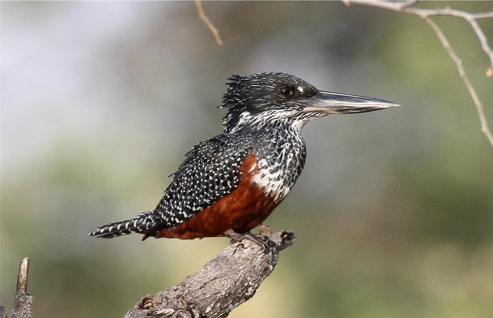 Пегая птица. Pied kingfisher, ceryle rudis. Пегая птица. Pied wagtail. Птицы израиля.