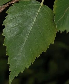 Gemmae betulae