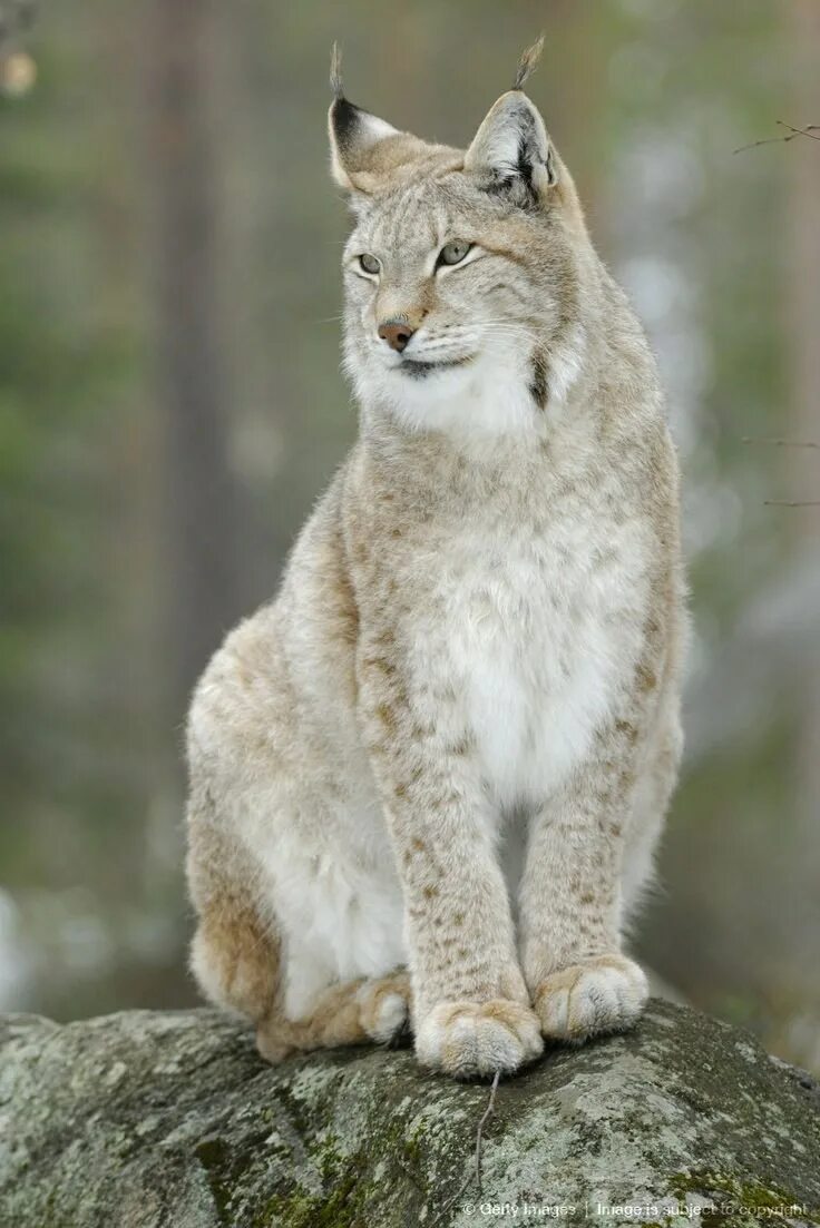 Рысь Линкс. Восточно Сибирская Рысь. Рысь - Lynx Lynx (Linnaeus, 1758). Якутская Рысь.