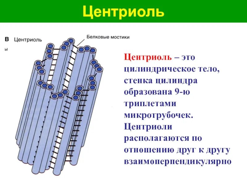 Клеточный центр признаки. Центриоли строение. Центриоль строение биология. Центриоли органелла. Строение центриолей клеточного центра.