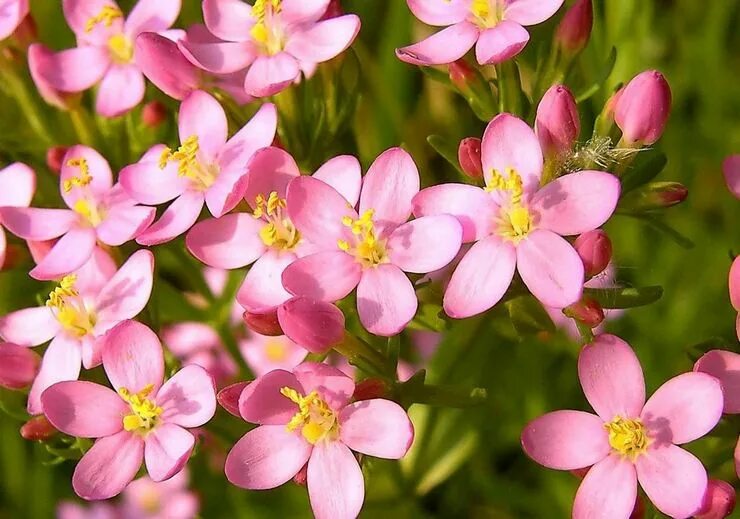 Как выглядит растение золототысячник Pin by Nicolino Crescenzi on Raccolta di fiori Medicinal plants, Plants, Flora