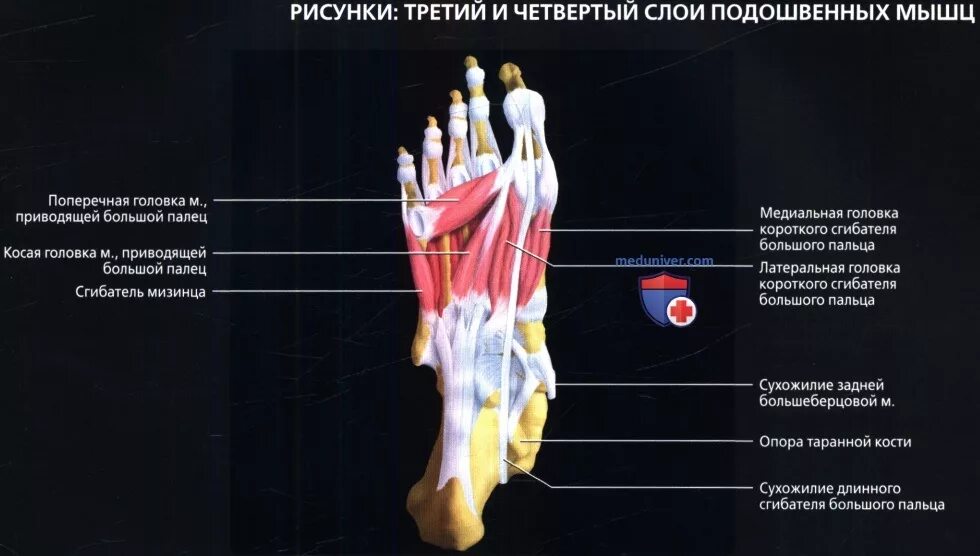 Теносиновит сгибателей большого пальца пальцев стопы. Короткий сгибатель большого пальца стопы. сгибатель большого пальца стопы анатомия. длинный сгибатель большого пальца стопы мышца. короткий сгибатель большого пальца стопы функции.