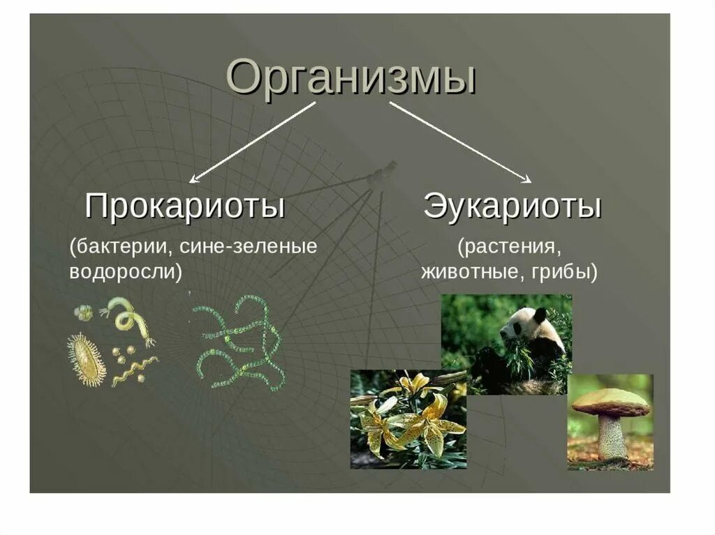 Эукариотический организм прокариотический организм. Прокариоты и эукариоты примеры. Растения прокариоты или эукариоты. Прококореоты и эукариоты. Прокатионы иаукариоты.