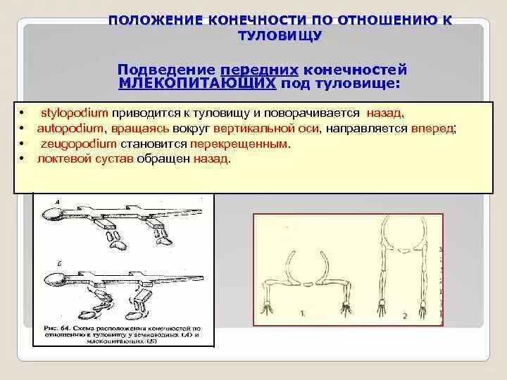 Лекция Развитие и строение осевого скелета и скелета